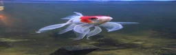 Fancy Goldfish fish for sale: Goldfish for good Home in Hemel Hempstead - Advert 1