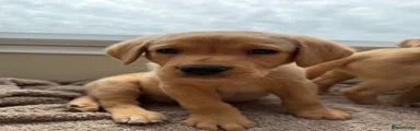 Labrador Retriever 2