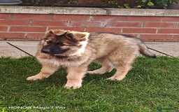 German Shepherd dogs for sale: German Shepherd puppy - Image 13
