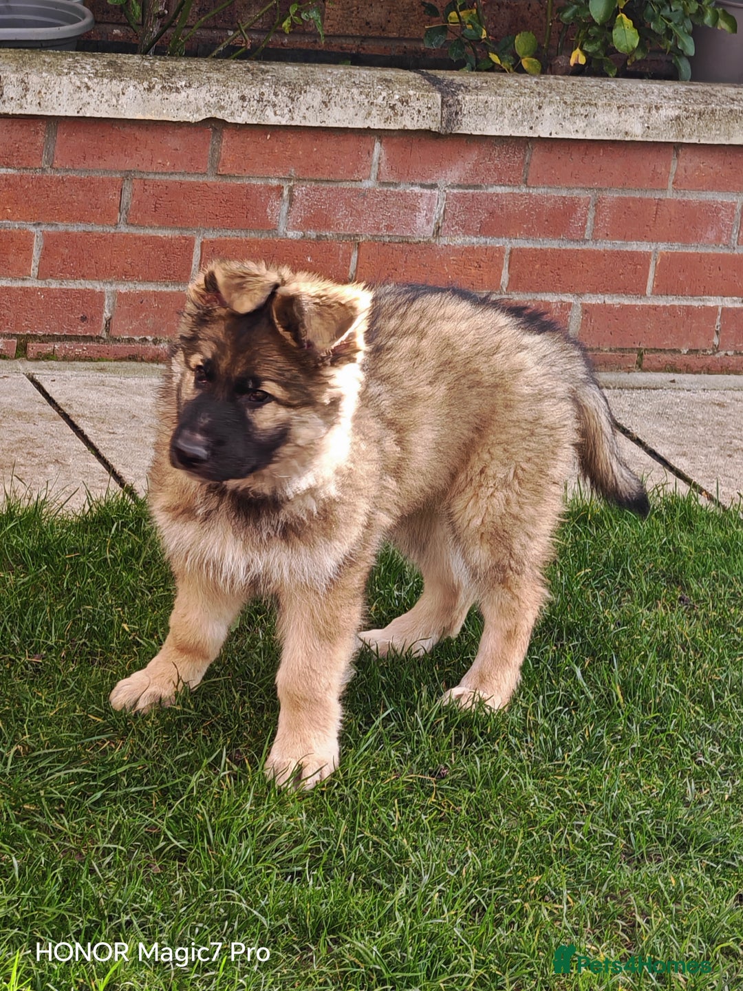 German Shepherd dogs for sale: German Shepherd puppy - Image 13