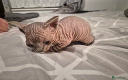Sphynx cats for sale: 4 Female Sphynx Kittens - Advert 5