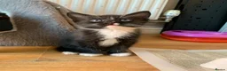 Mixed Breed cats for sale: 4 beautiful kittens  - Advert 2