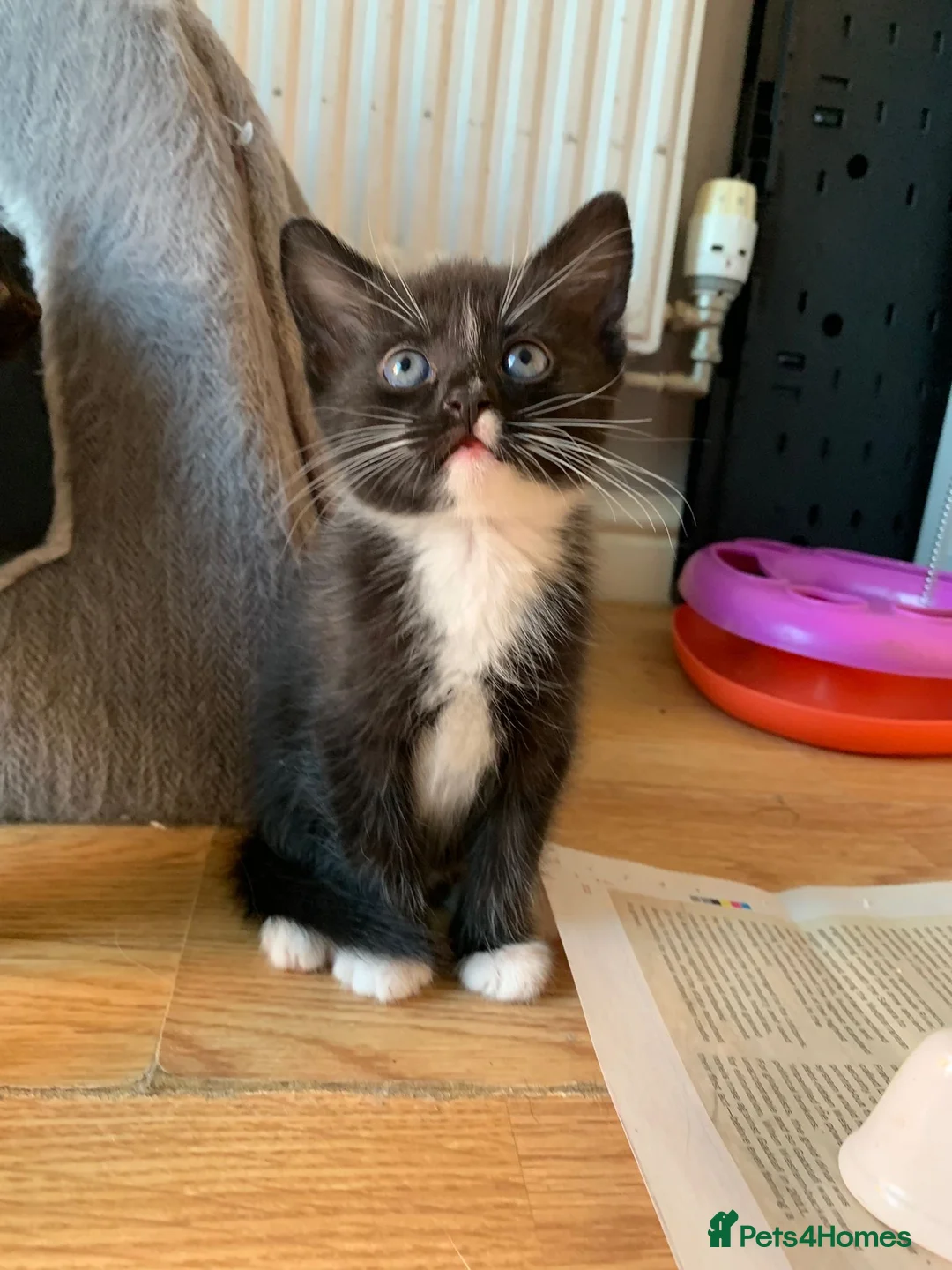 Mixed Breed cats for sale: 4 beautiful kittens  - Advert 2