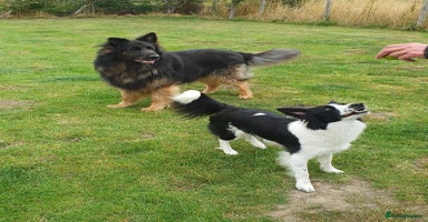 Mixed Breed dogs - Advert 4