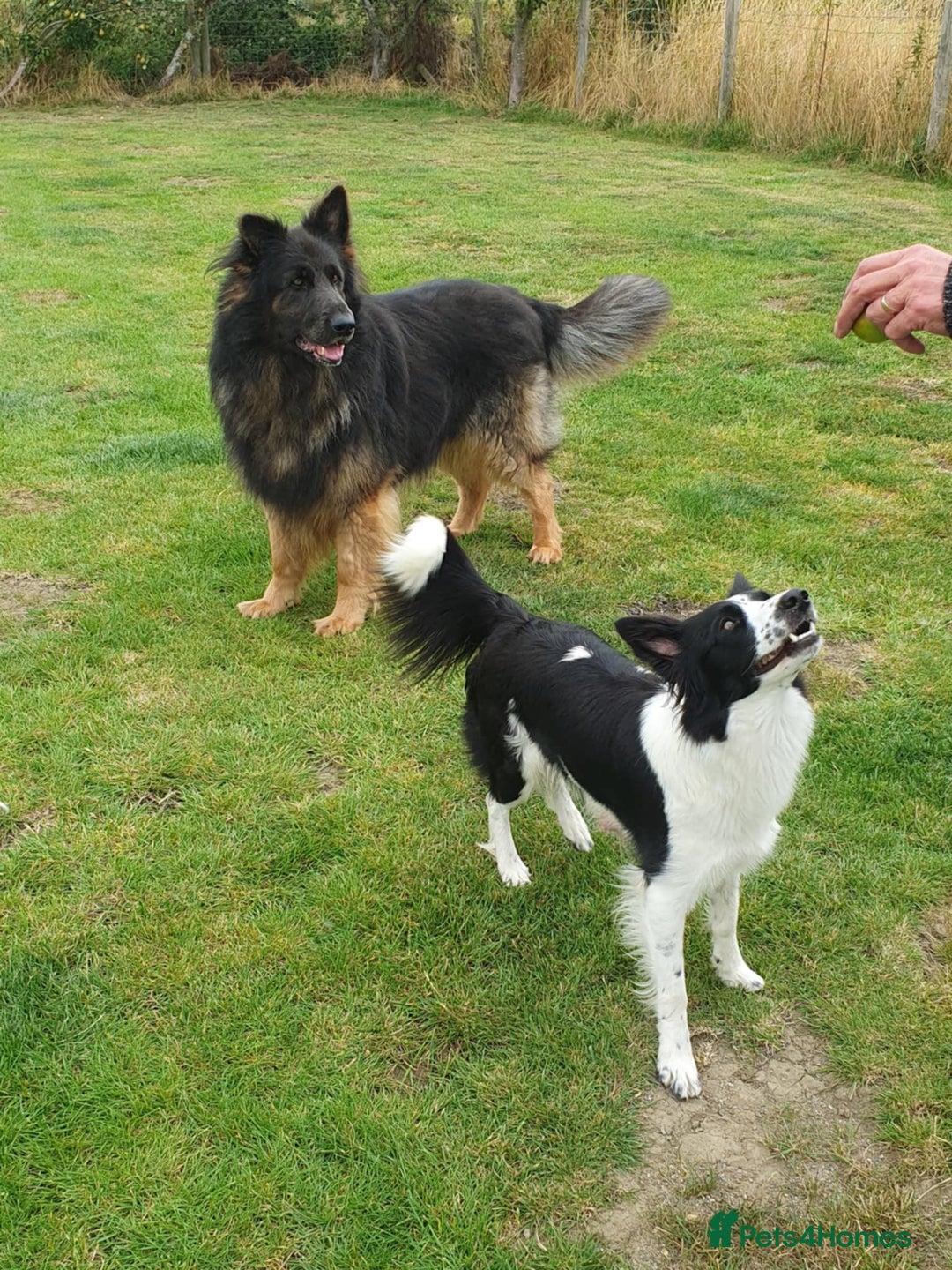 Mixed Breed dogs for sale: German Shepherd x collie - Image 3
