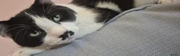 Mixed Breed cats for sale: Milo looking for new home  - Advert 3