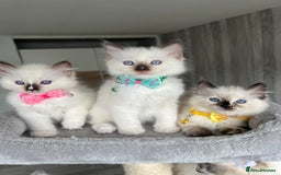 Ragdoll cats for sale: Registered Ragdoll kittens LAST GIRL HCM/PKD clear - Image 37