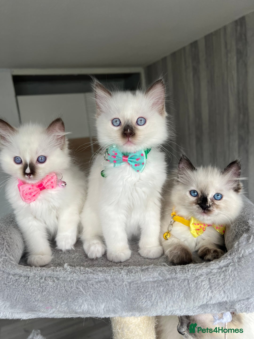 Ragdoll cats for sale: Registered Ragdoll kittens LAST GIRL HCM/PKD clear - Image 37