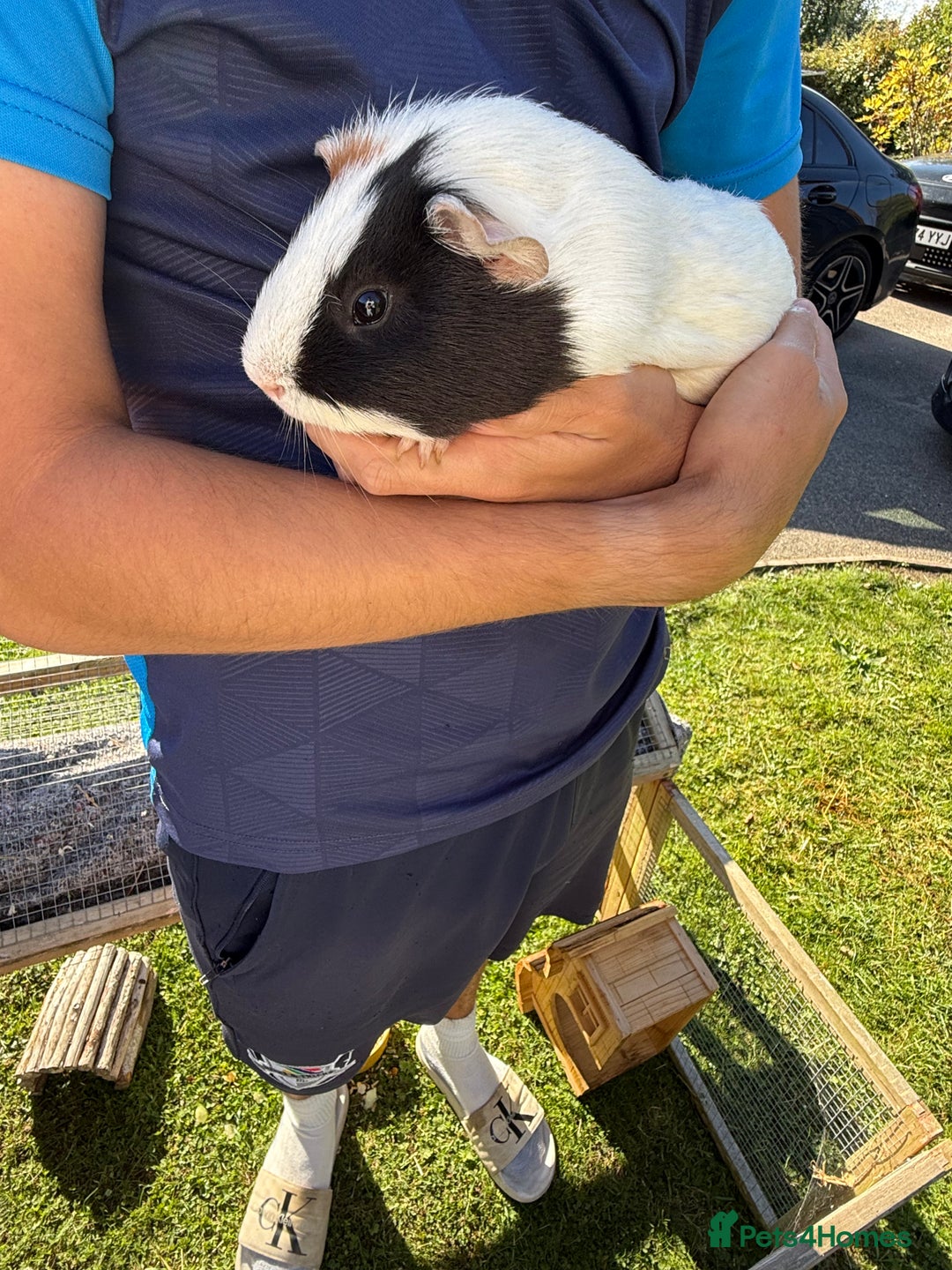 Guinea Pig rodents for sale: Two male guinea pigs  - Image 10