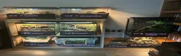 Tarantulas invertebrates for sale: Various tarantulas looking for new homes - Advert 2