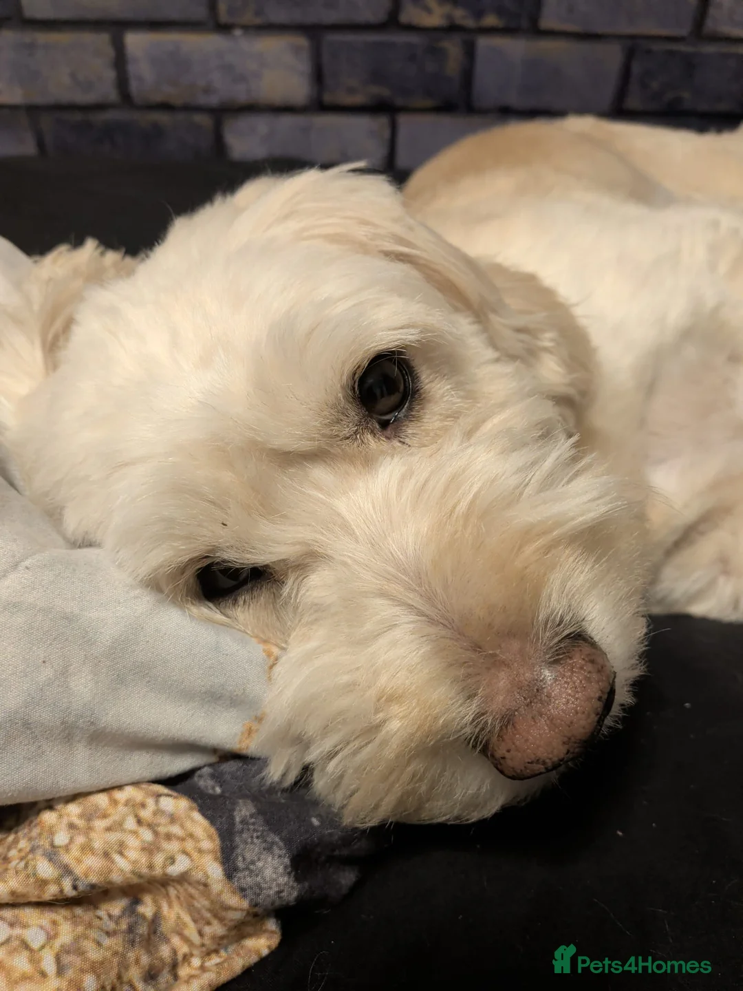 Cockapoo dogs for sale: Teddy - Advert 2