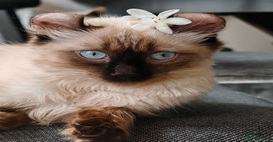 American Curl cats in Oldham - Advert 4