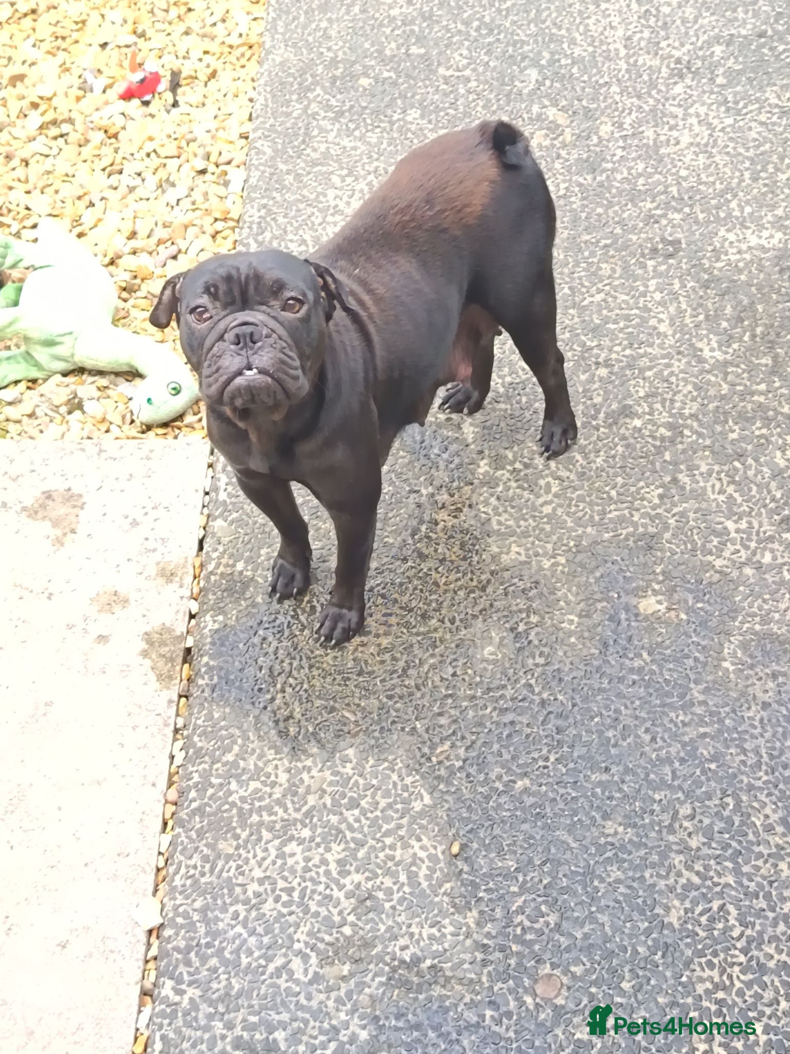 Mixed Breed dogs Bullpei puppies - Advert 8