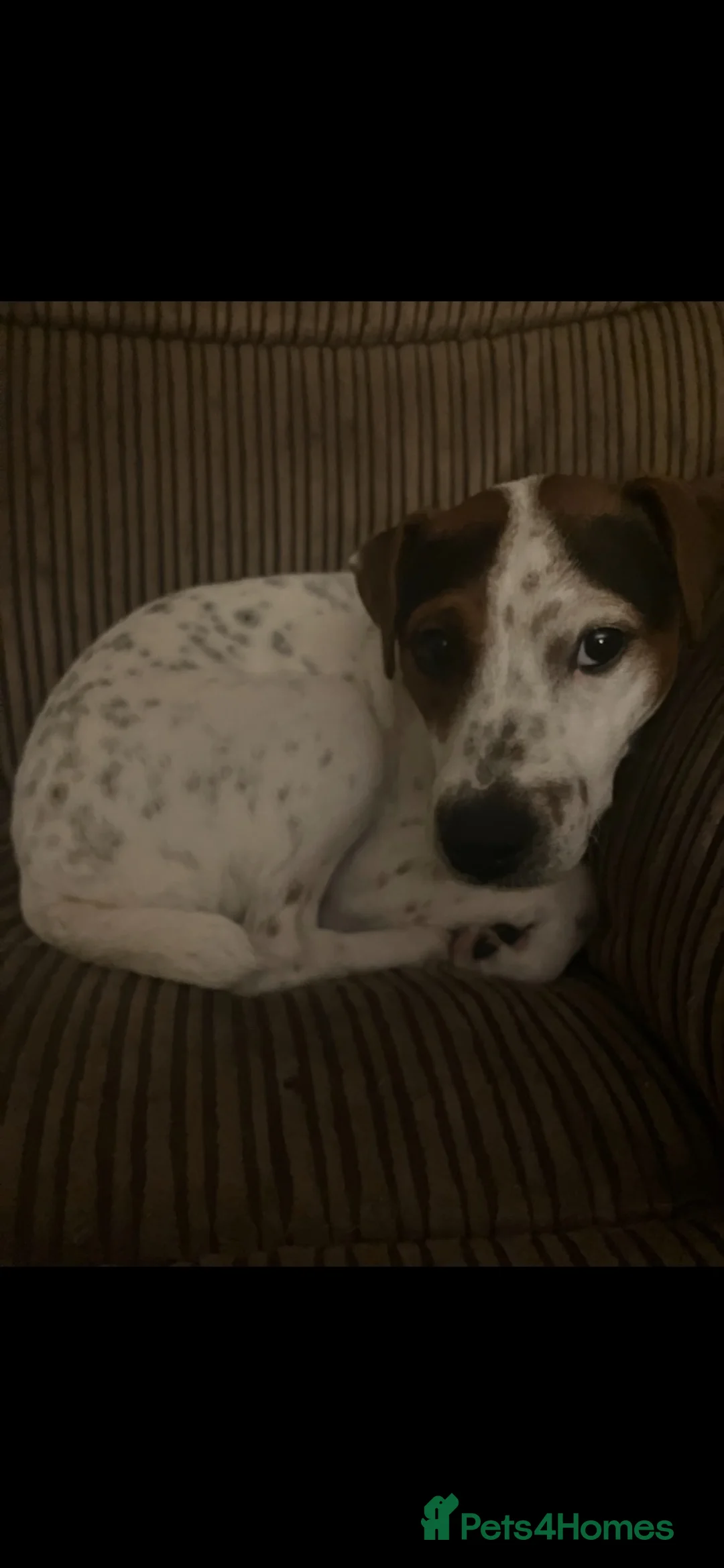 Jack Russell dogs for sale: Olive - Jack Russell in Brixham - Advert 2