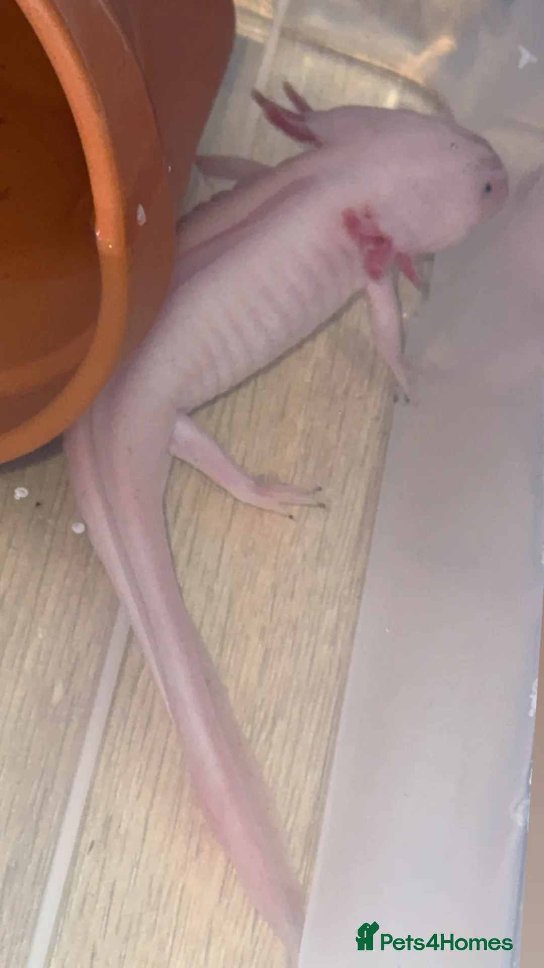 Axolotl reptiles for sale: 11 month old female dirty Lucy Axolotl  in Crewe - Advert 22