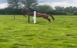 Irish Thoroughbred horses for sale: Beautiful chestnut mare for sale  - Image 6