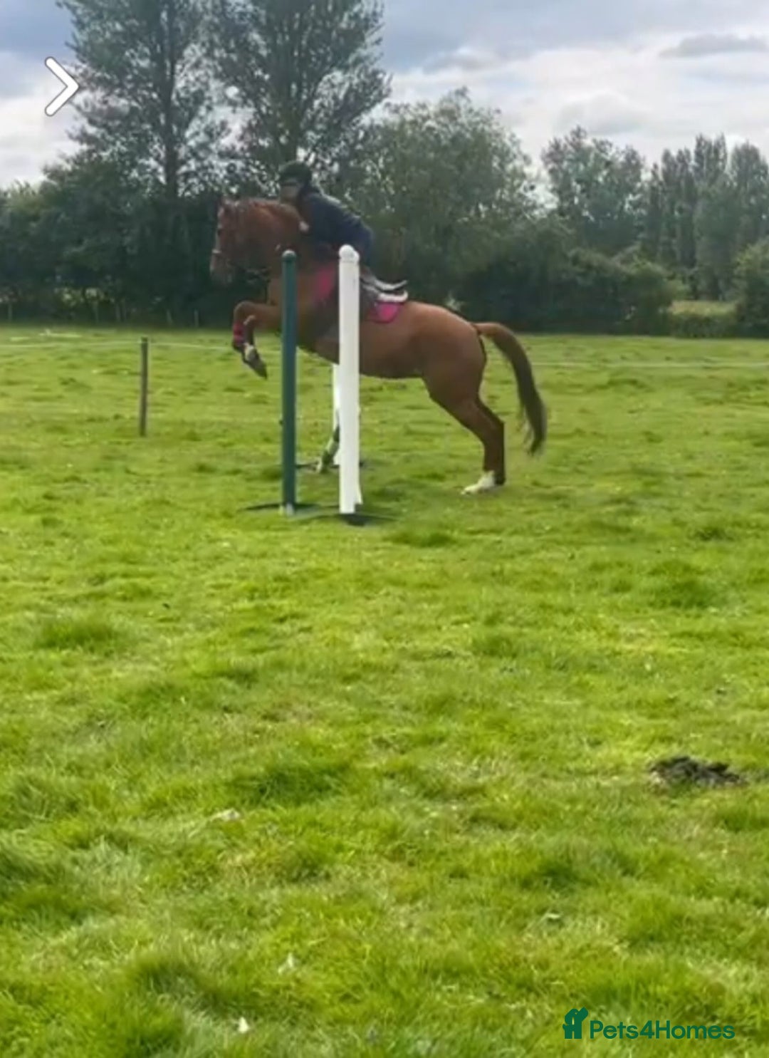 Irish Thoroughbred horses for sale: Beautiful chestnut mare for sale  - Image 6