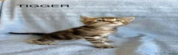 Maine Coon cats for sale: 1/2 Maine Coon Fluffy Tabby Kittens!  - Advert 13