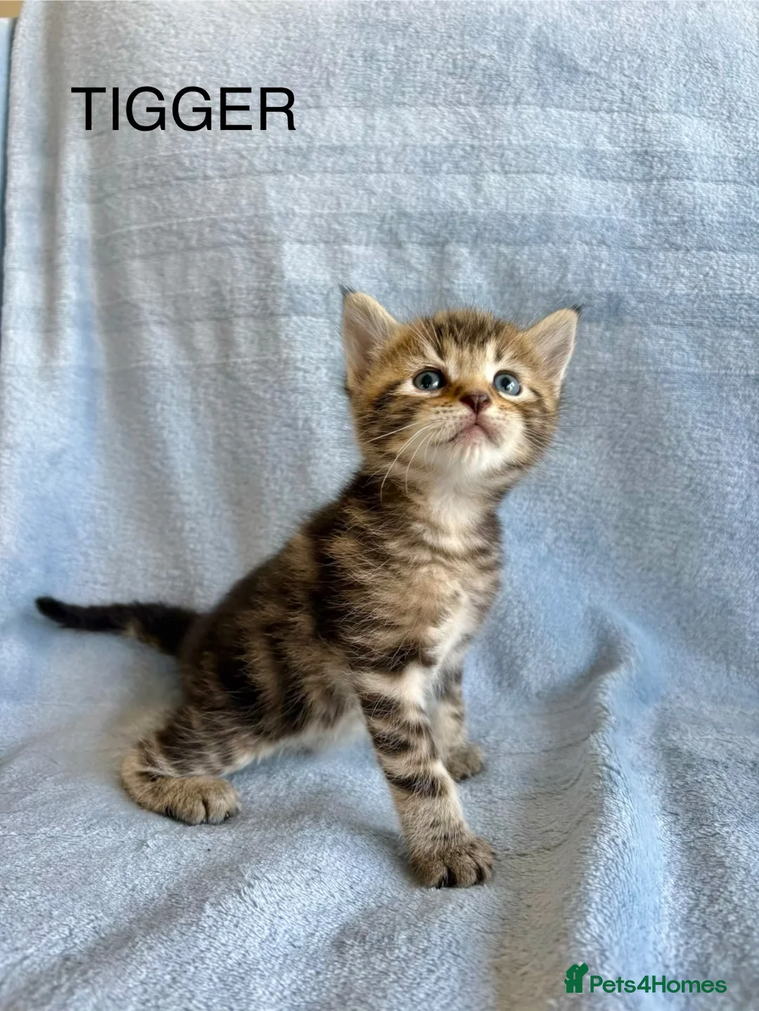 Maine Coon cats for sale: 1/2 Maine Coon Fluffy Tabby Kittens!  - Advert 13