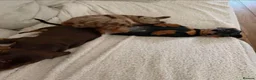 Miniature Dachshund dogs for sale: Lovely miniature dachshund puppies in Oxford - Advert 7