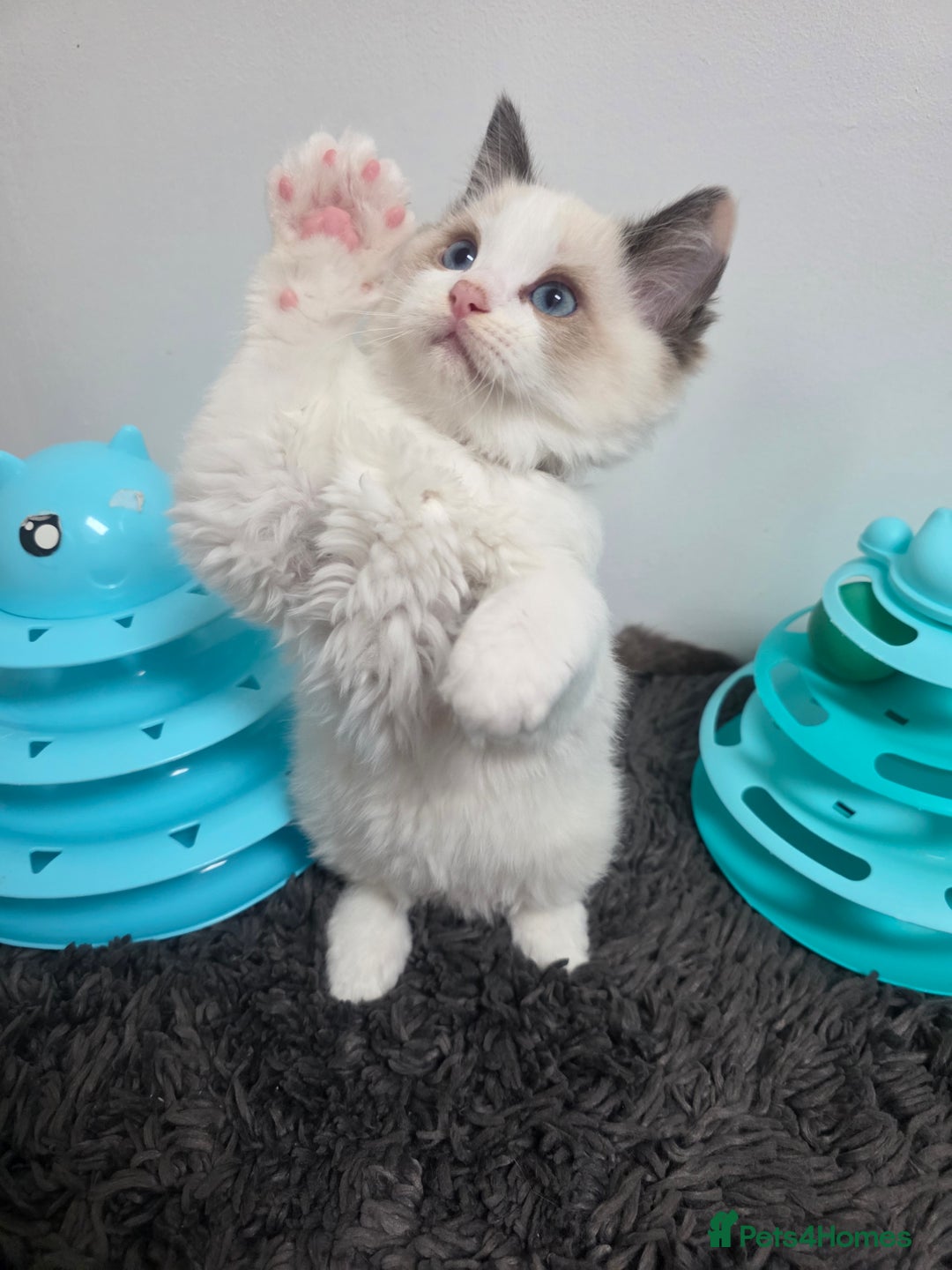 Ragdoll cats for sale: GCCF registered ragdoll kittens  - Advert 35
