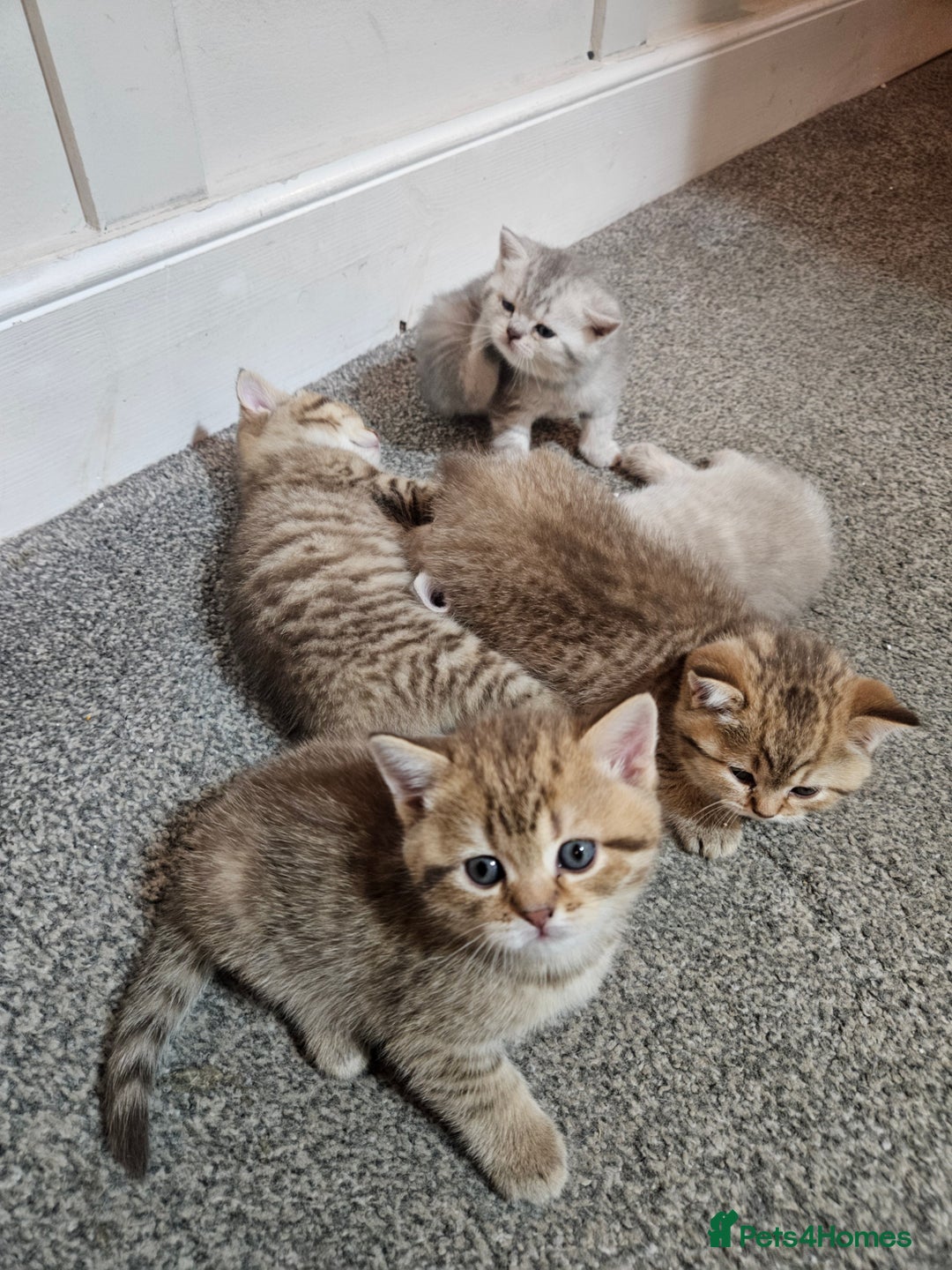 British Shorthair cats for sale: British Shorthair kittens! MALE BACK AVAILABLE!  - Advert 15