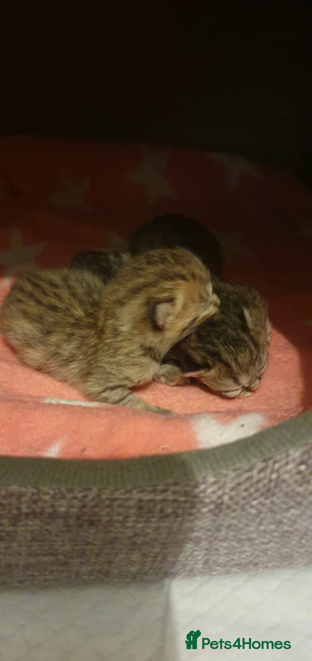 British Shorthair cats for sale: British Shorthair Black and Brown Golden Tabby ✨️  - Advert 4