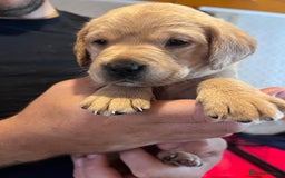 Labrador Retriever dogs for sale: Labrador puppies - Image 38
