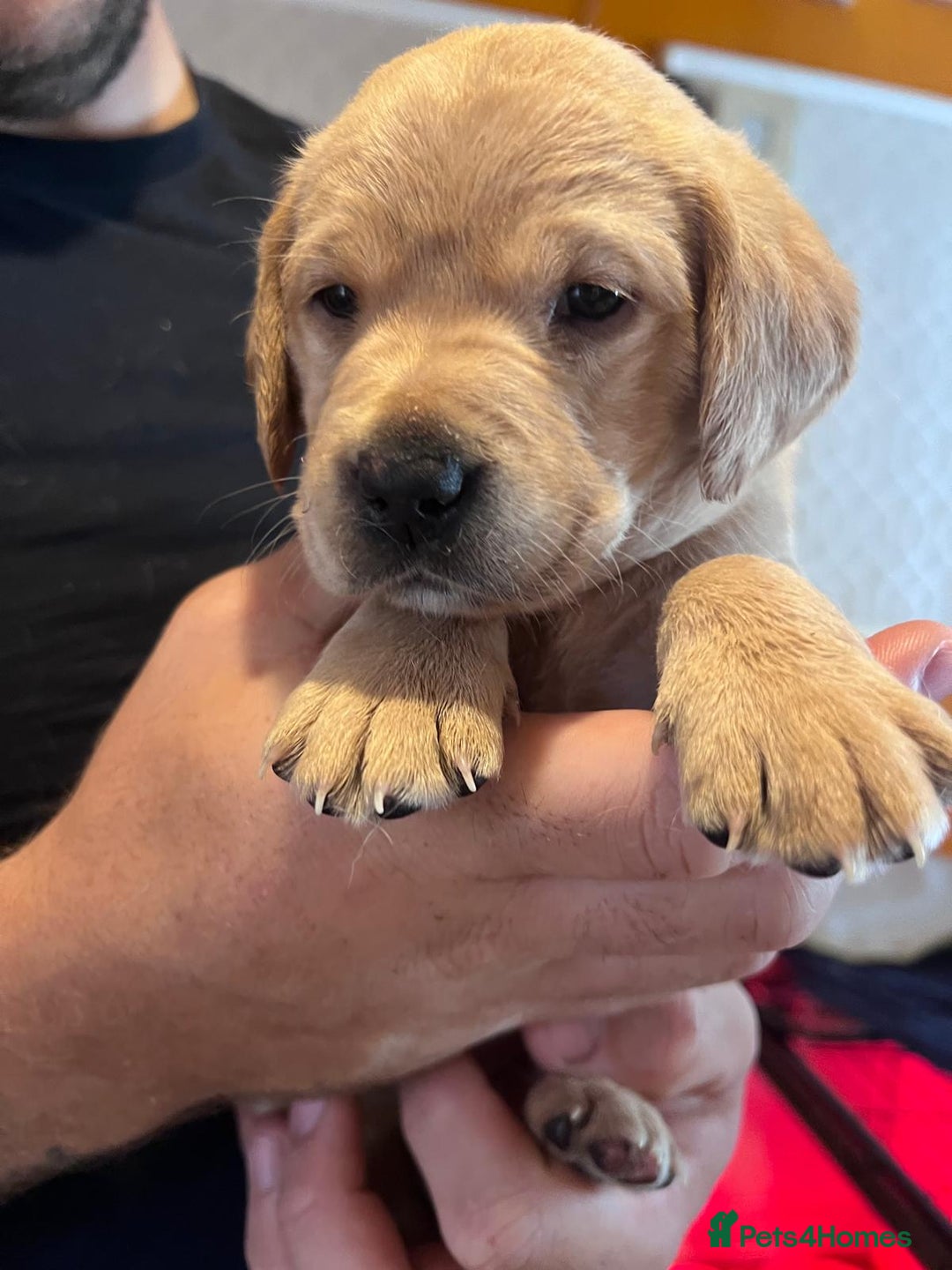 Labrador Retriever dogs for sale: Labrador puppies - Image 38