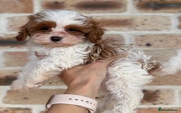 Cavapoo dogs for sale: Beautiful purebred Cavapoo Puppies - Image 17
