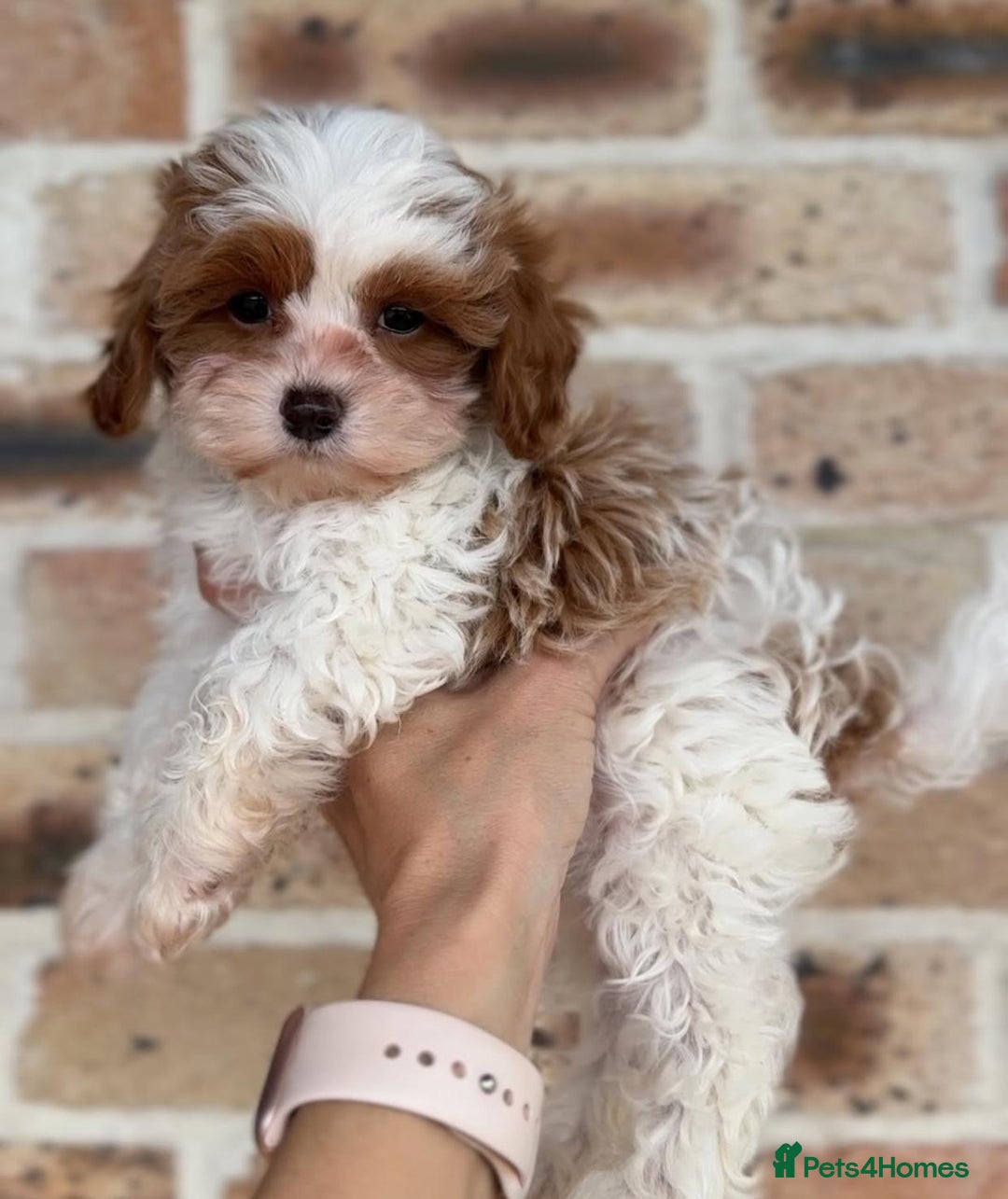 Cavapoo dogs for sale: Beautiful purebred Cavapoo Puppies - Image 17