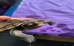 Terrapin reptiles for sale: Pair Mississippi Map Turtle  - Image 7