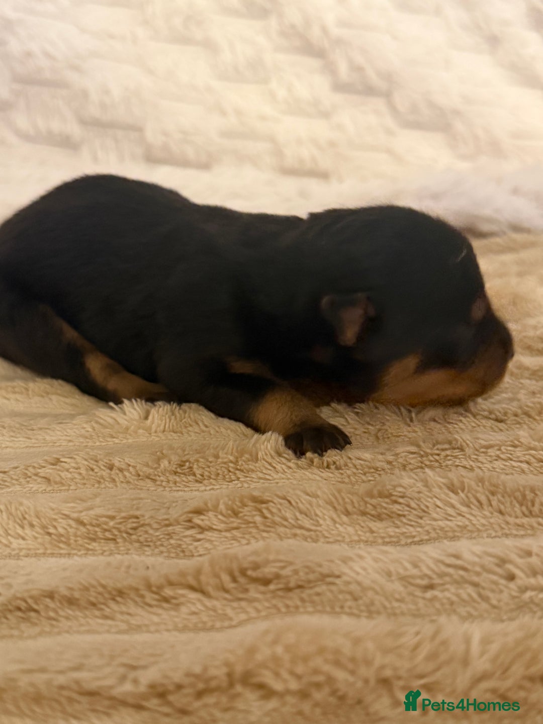 Rottweiler dogs for sale: Chunky Rottweiler puppies! - Advert 24