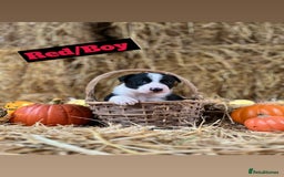 Border Collie dogs for sale: Beautiful cheeky border collies for sale - Image 9