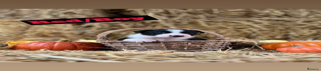Border Collie Puppy 4