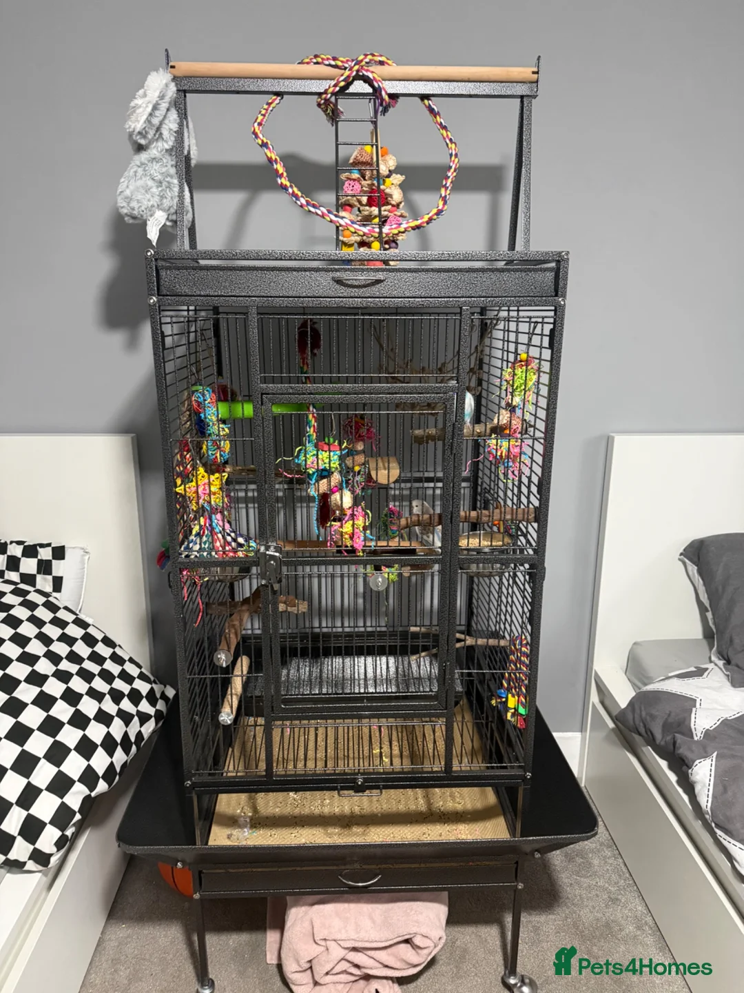 Budgerigars birds for sale: 2 baby budgies with cage  - Advert 4