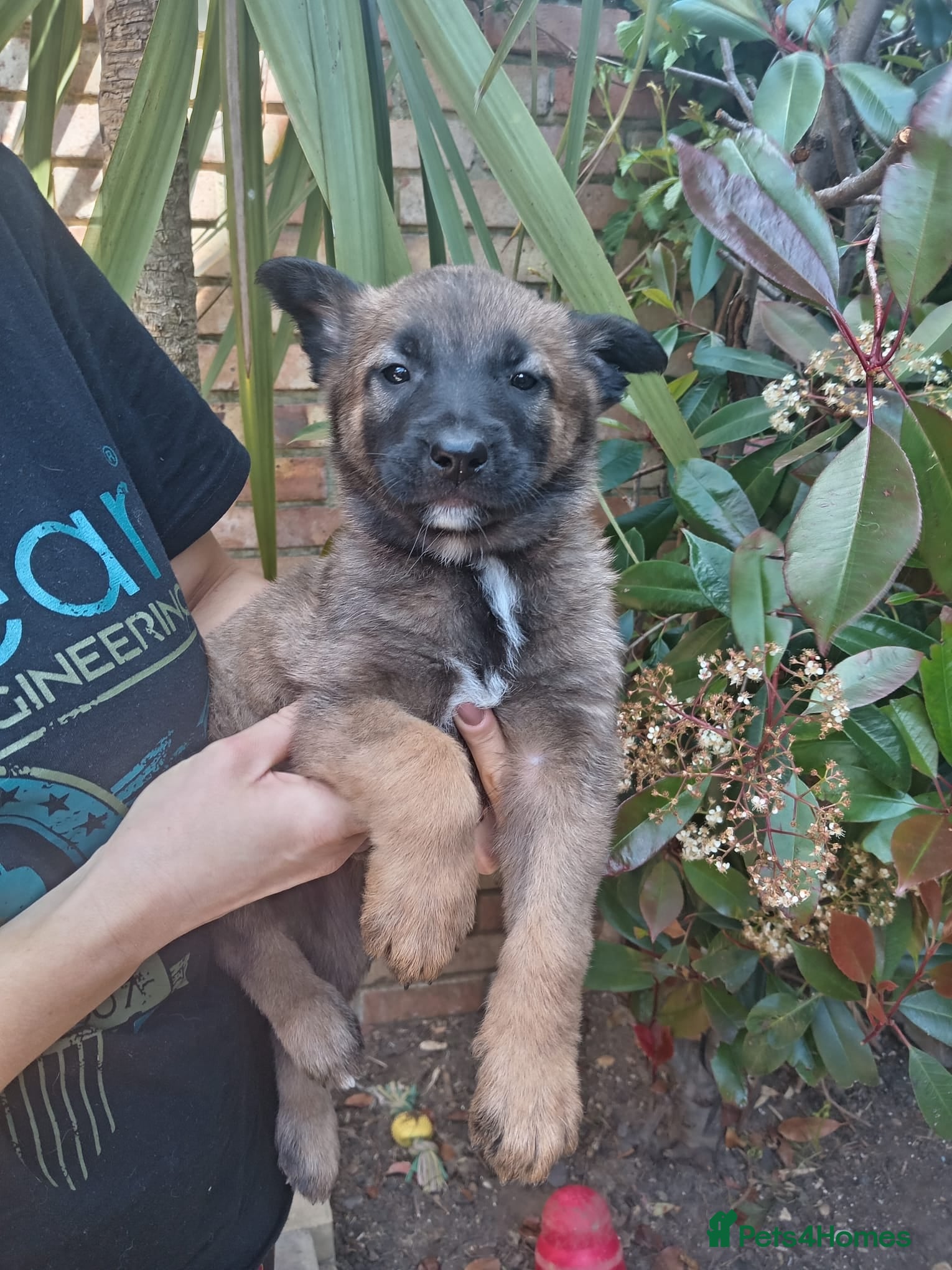 Belgian Shepherd Dog Puppy 4