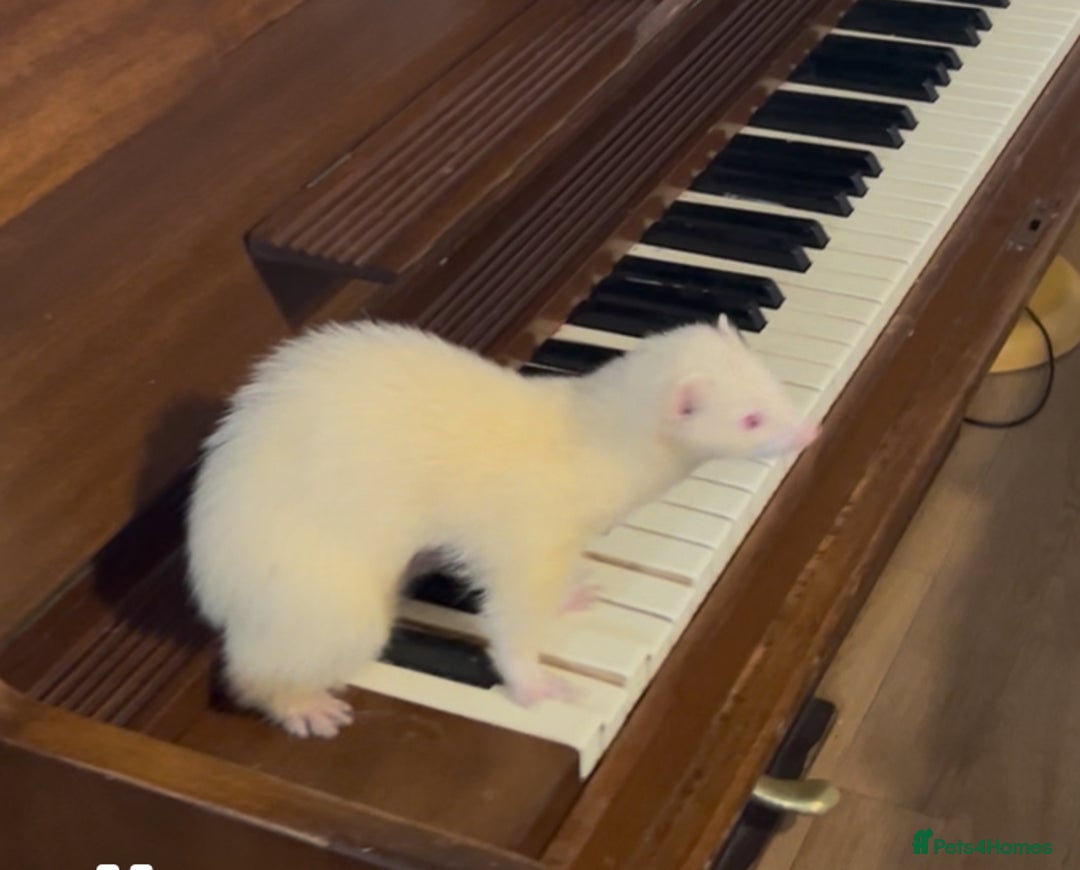 Ferret rodents for sale: Lost albino ferret - Advert 2