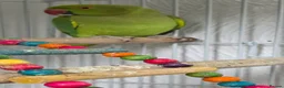Ringnecks birds for sale: Green ringneck for sale £120 with cage in Sheffield - Advert 1