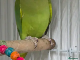 Ringnecks birds Green ringneck for sale £120 with cage - Advert 2