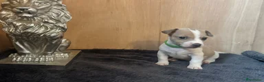 Jack Russell 3