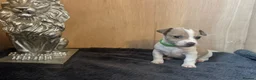 Jack Russell dogs for sale: Beautiful Jack Russell pups  - Advert 4