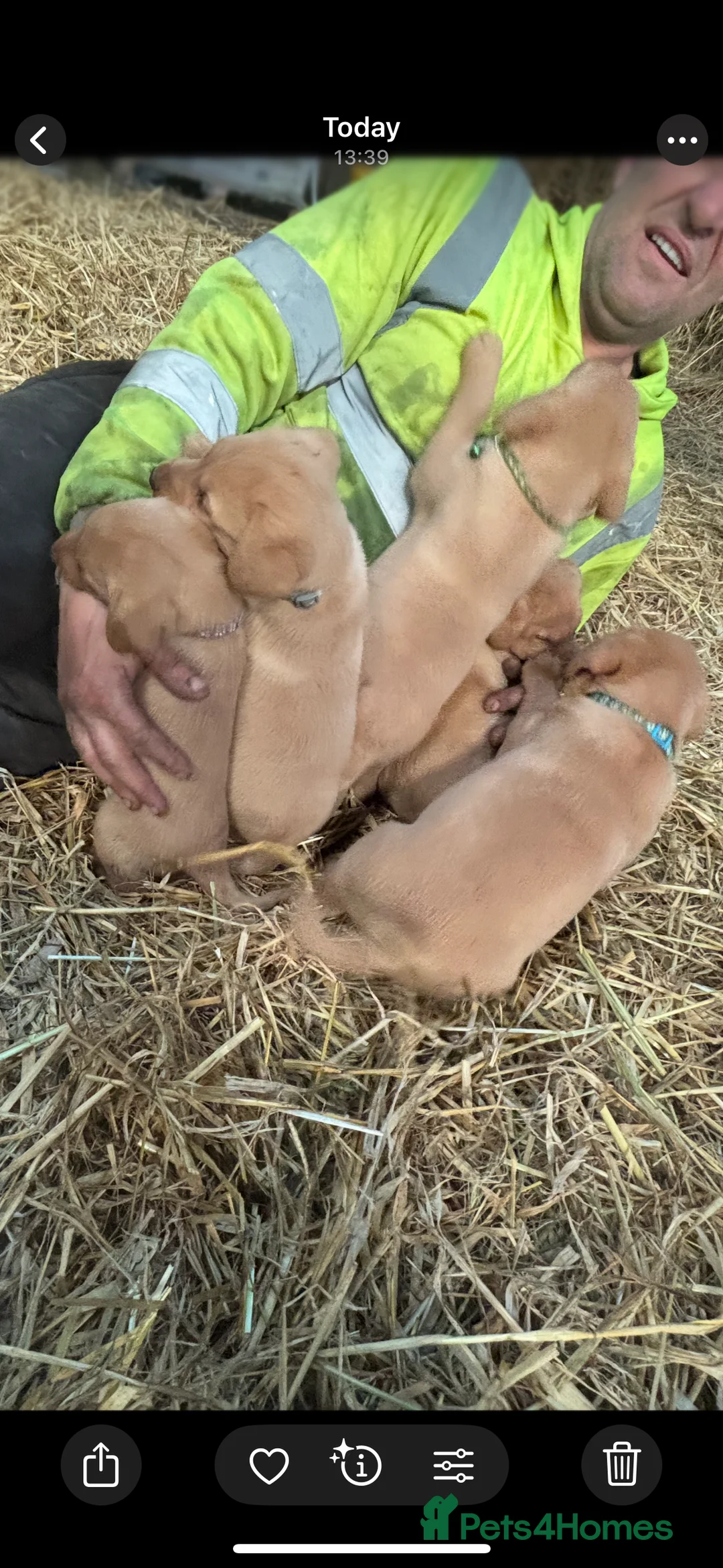 Labrador Retriever dogs for sale: Puppy Red fox labradors  - Advert 9