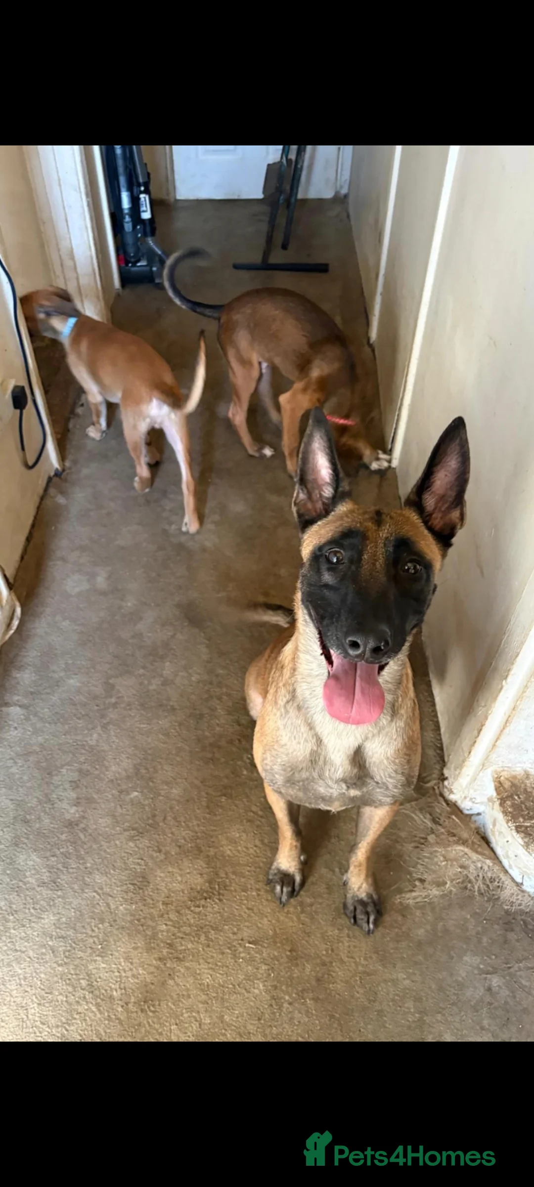 Mixed Breed dogs for sale: Belgian malinois/saluki  - Advert 27