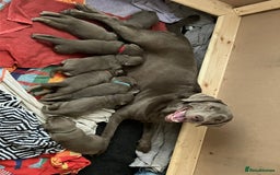 Labrador Retriever dogs for sale: Silver Labrador Puppies for sale  - Image 9