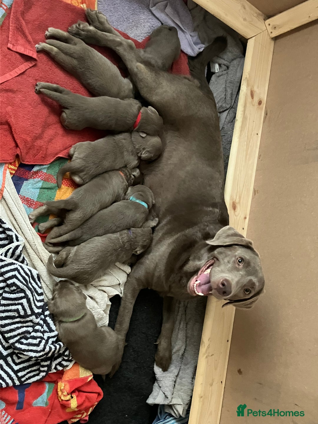 Labrador Retriever dogs for sale: Silver Labrador Puppies for sale  - Image 9