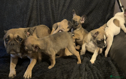 French Bulldog dogs for sale: french bulldogs for sale - Image 8