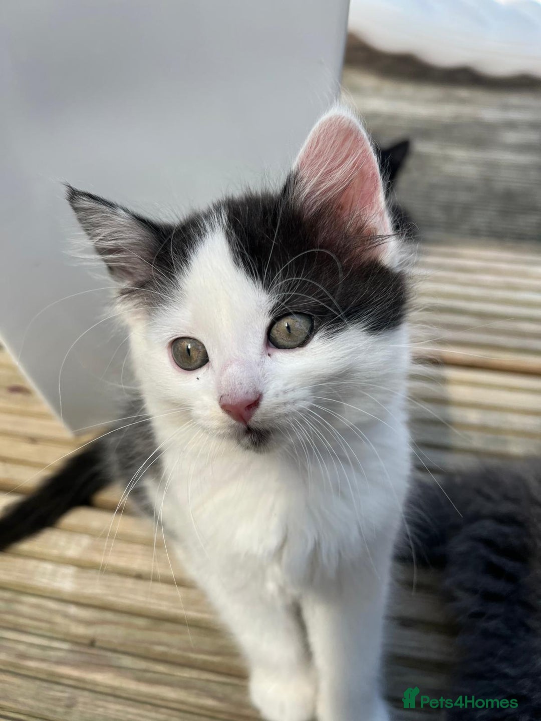 Mixed Breed cats for sale: Lovely Kitten for sale only 50£  - Image 7