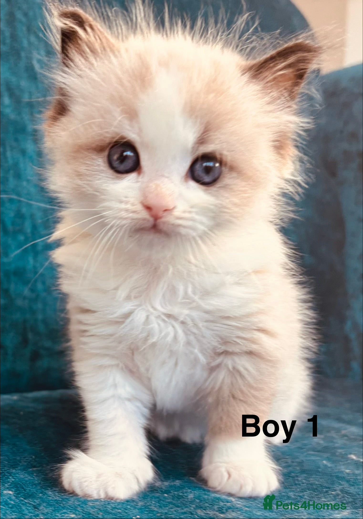 Ragdoll cats Stunning Ragdoll Kittens Available - Advert 1