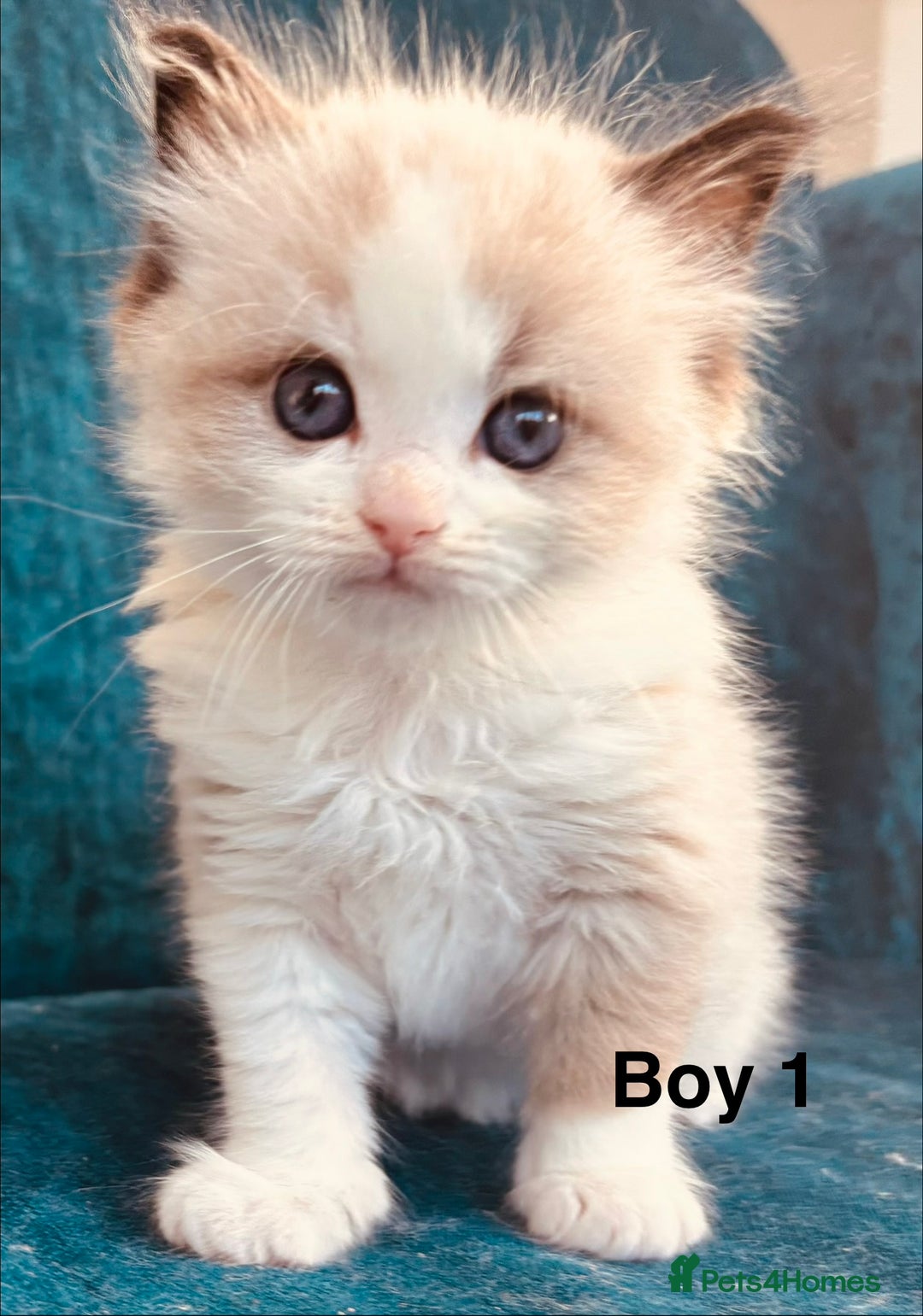 Ragdoll cats for sale: Stunning Ragdoll Kittens Available - Advert 1